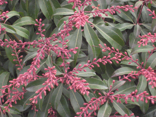 Dorothy Wycoff Andromeda (Pieris japonica 'Dorothy Wycoff') - 3 gallon 15"