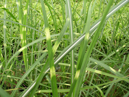 Zebra Grass (Miscanthus sinensis 'Zebrinus') - 3 gallon