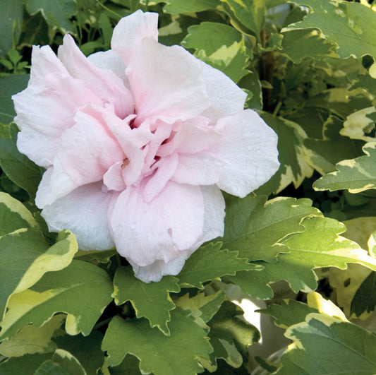 Sugar Tip® Rose of Sharon (Hibiscus syriacus 'America Irene Scott') - 1 gallon