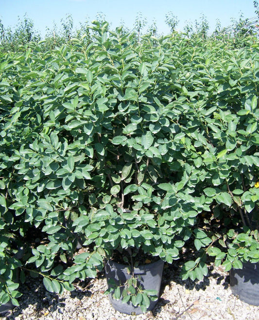 Autumn Brilliance® Serviceberry (Amelanchier x grandiflora 'Autumn Brilliance') - 3 gallon 36"