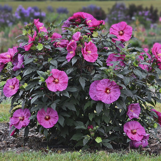 Summerific® 'Berry Awesome' Rose Mallow (Hibiscus x 'Summerific Berry Awesome') - 2 gallon