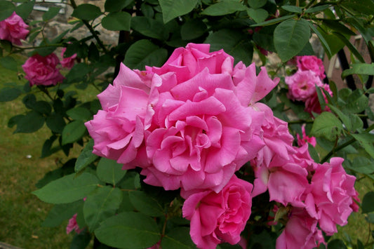 Zephirine Drouhin Climbing Rose (Rosa CL 'Zephirine Drouhin') - 2 gallon