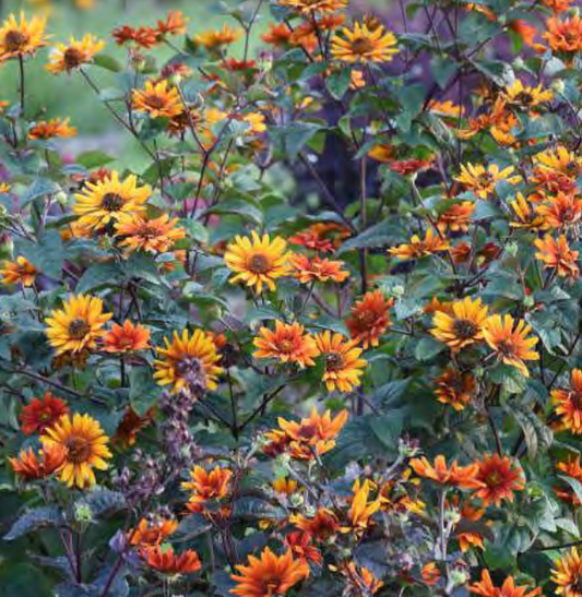 ‘Burning Hearts’ false sunflower (Heliopsis helianthoides 'Burning Hearts') - 1 gallon