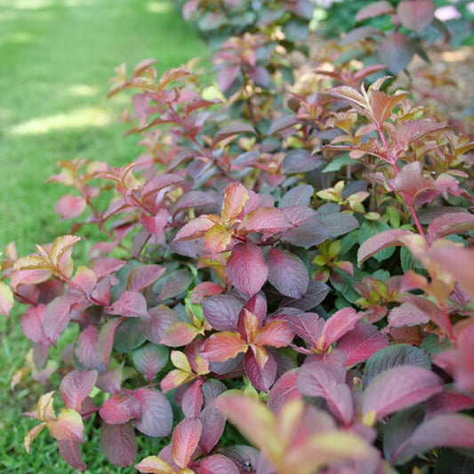Midnight Sun™ Reblooming Weigela (Weigela midnight 'Sun') - 3 gallon 12"