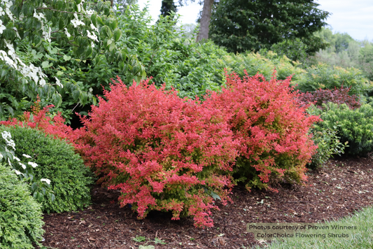 SUNJOY FAST NEO® Barberry (Berberis thunbergii 'Sunjoy Fast Neo’ (NCBT4)) - 3 gallon 12" PWDF
