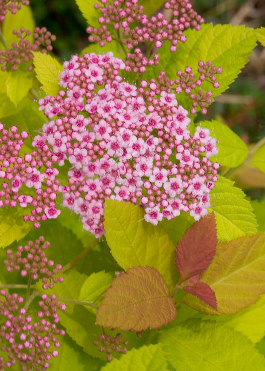 Double Play Big Bang® Spirea (Spiraea japonica 'Tracy') - 3 gallon 15"