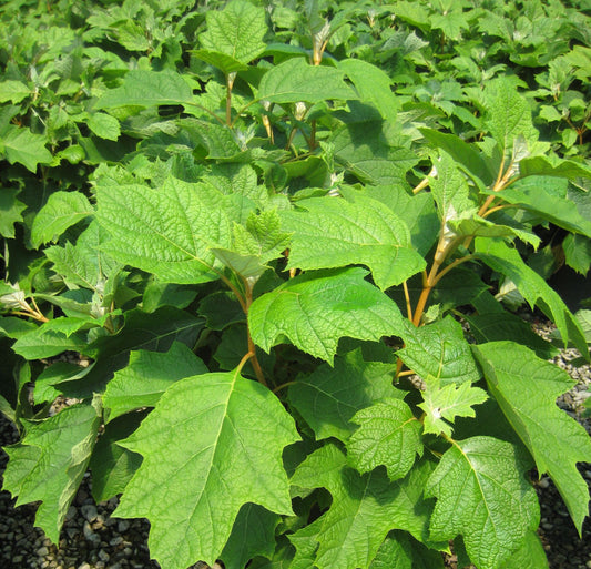 Pee Wee Oakleaf Hydrangea (Hydrangea quercifolia 'Pee Wee') - 2 gallon 10"