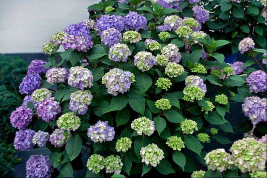 BloomStruck® Hydrangea (Hydrangea macrophylla 'Bloomstruck') - 3 gallon