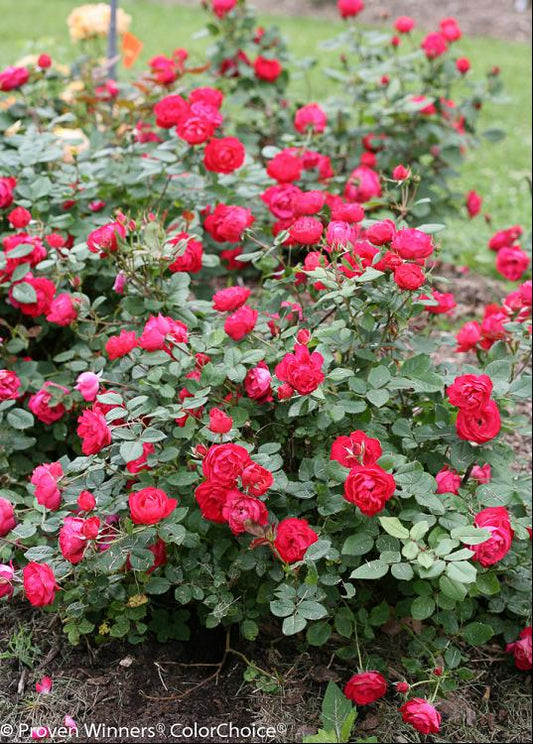 Oso Easy Double Red® Rose (Rosa 'Oso Easy Double Red') - 2 gallon