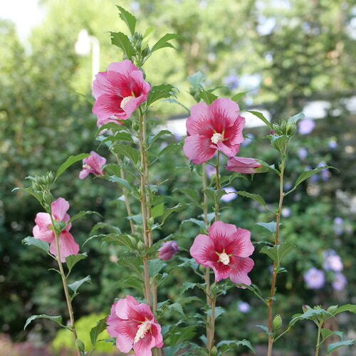 Red Pillar® Rose of Sharon (Hibiscus syriacus 'Red Pillar') - 1 gallon
