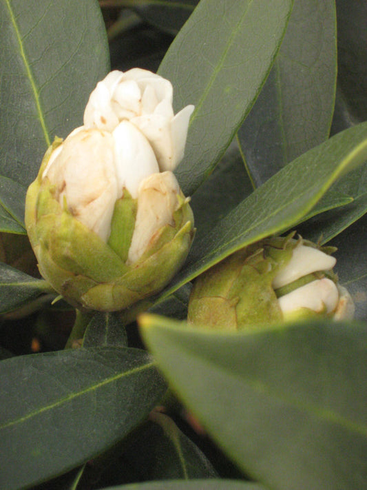 Chionoides Rhododendron (Rhododendron chionoides 'Chionoides') - 3 gallon 15"