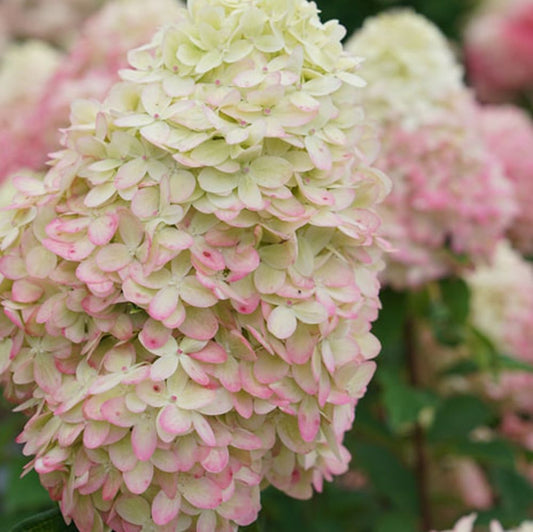 Limelight Prime® Panicle Hydrangea (Hydrangea 'P Limelight Prime') - 3 gallon