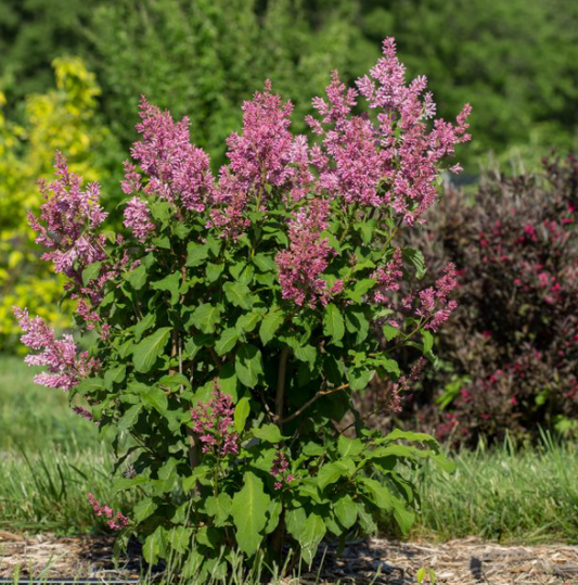 Little Lady™ Lilac (Syringa x 'Little Lady') - 3 gallon