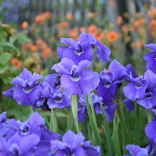 Ruffled Velvet Siberian Iris (Iris siberica 'Ruffled Velvet') - 1 gallon
