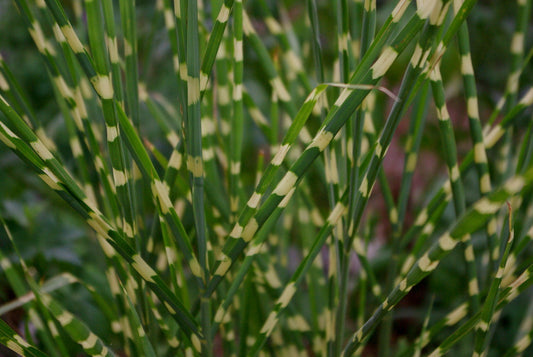 Little Zebra Maiden Grass (Miscanthus sinensis 'Little Nicky') - 3 gallon