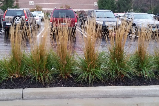 Karl Foerster Feather Reed Grass (Calamagrostis x acutiflora 'Karl Foerster') - 3 gallon