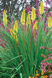 Pineapple Popsicle™ Dwarf Poker (Kniphofia 'Pineapple Popsicle') - 1 gallon