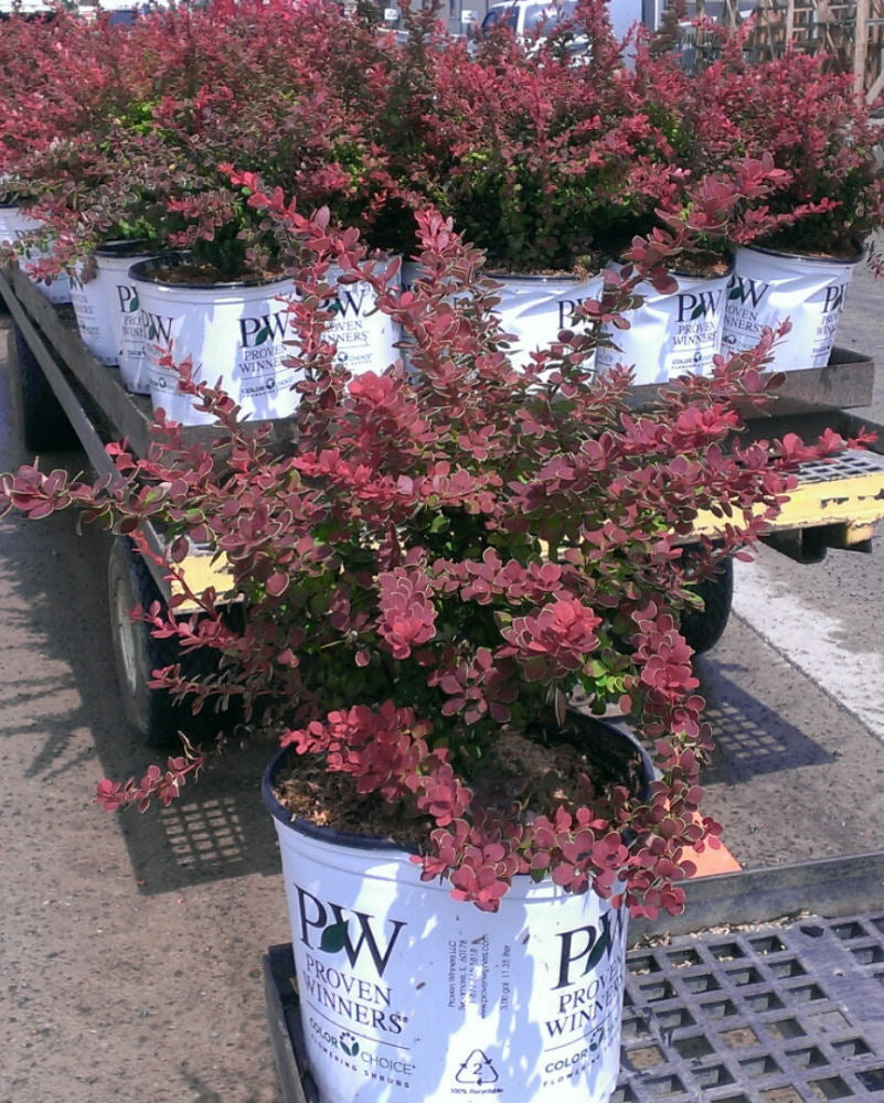 Sunjoy® Tangelo™ Barberry (Berberis thunbergii 'Sunjoy Tangelo') - 3 gallon