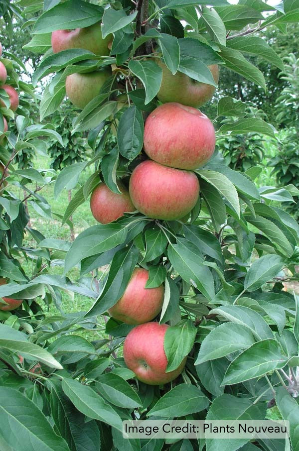 Fruit Snacks™ Blushing Delight™ Apple (Malus Fruit Snacks Blushing Delight Malus 'A68-173') - 2 gallon