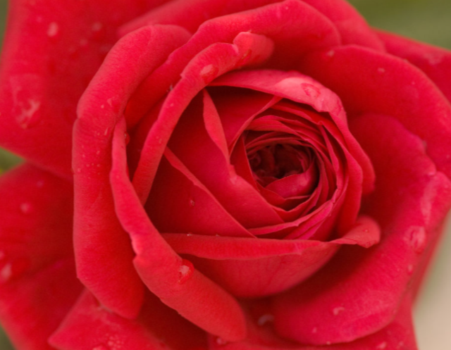 Kashmir Rose (Rosa E.E 'Kashmir') - 2 gallon