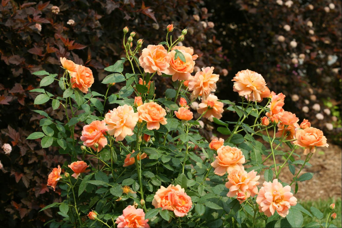 At Last® Rose (Rosa 'S At Last') - 2 gallon