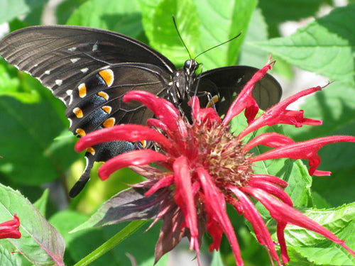 Jacob Cline Bee Balm (Monarda jacob 'Cline') - 1 gallon