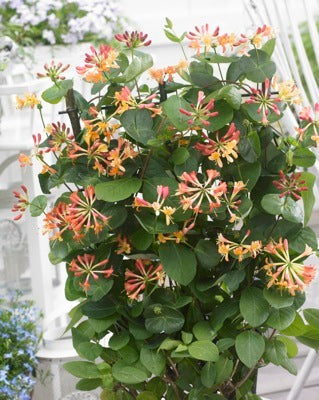 CORAL STAR™ HONEYSUCKLE (Lonicera x 'Celestial') - 3 gallon TRELLIS