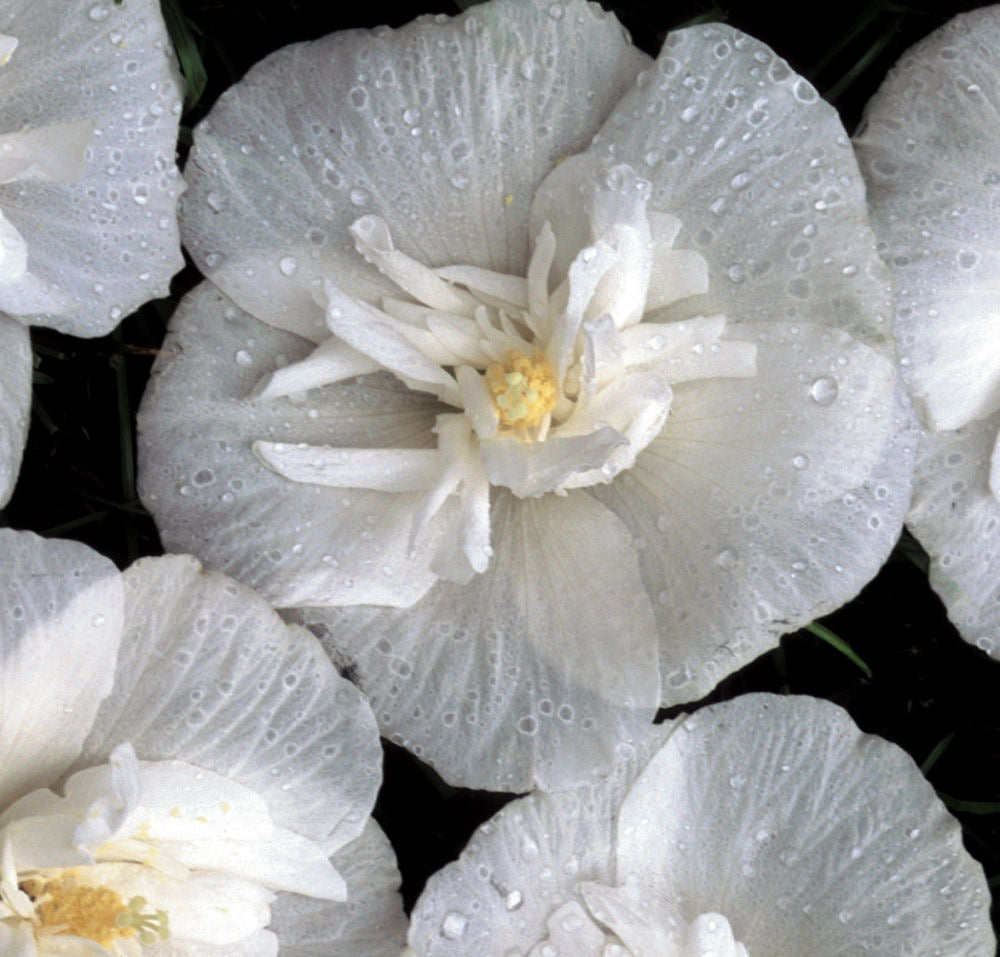 White Chiffon® Rose of Sharon (Hibiscus syriacus 'Notwoodtwo') - 3 gallon 30"