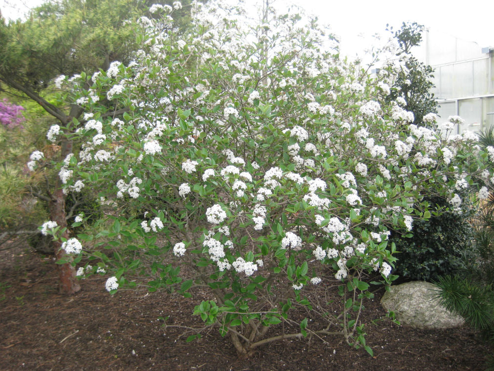 Mohawk Viburnum (Viburnum x burkwoodii 'Mohawk') - 3 gallon 15"