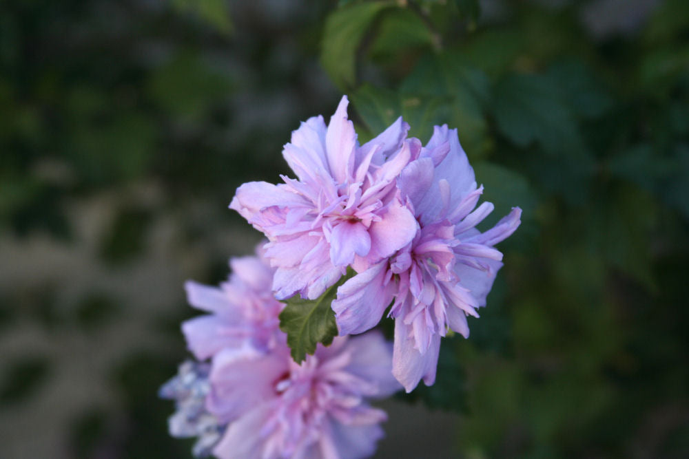 Blushing Bride Rose of Sharon (Hibiscus syriacus 'Blushing Bride') - 3 gallon 18"