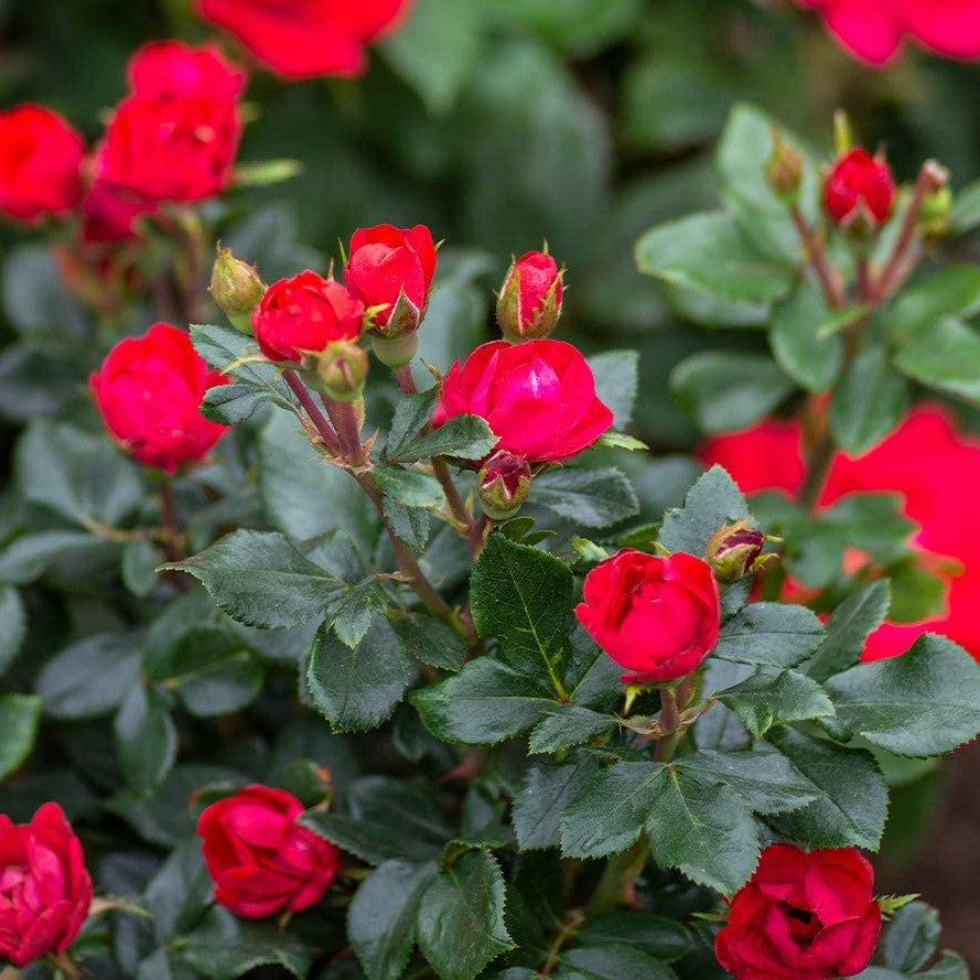 Petite Knock Out® Rose  (Rosa K.O 'Petite' (Meibenbino)) - 1.5 gallon