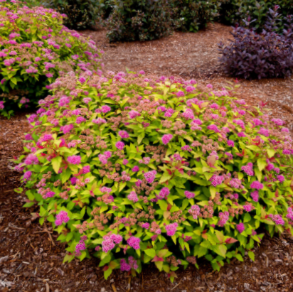 Rainbow Fizz™ Spirea (Spiraea JAP 'Rainbow Fizz') - 2 gallon