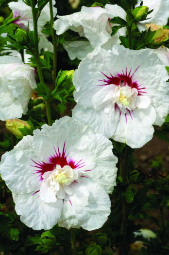Bali™ Hibiscus (Hibiscus syriacus 'Bali') - 2 gallon
