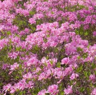 Lilac Lights™ Azalea (Azalea 'Exbury Lilac Light') - 3 gallon 15"