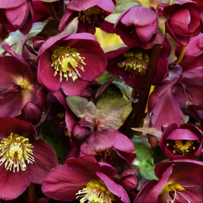 Frostkiss® Anna’s Red Lenten Rose (Helleborus 'Frostkiss Annas Red') - 1 gallon