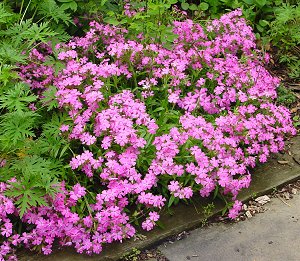 Short and Sweet Wild Pinks / Catchfly (Silene short 'And Sweet') - 1 gallon