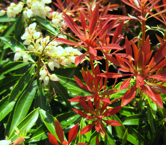 Mountain Fire Andromeda (Pieris japonica 'Mountain Fire') - 3 gallon 12"