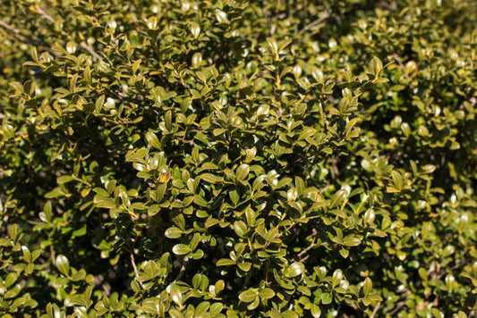 Chilly Willy Japanese Holly (Ilex crenata 'Winterscape Chilly Willy') - 3 gallon 15"