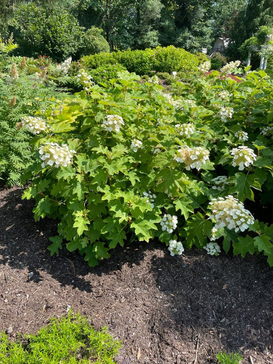 Toy Soldier™ Oakleaf Hydrangea (Hydrangea 'Q Toy Soldier') - 3 gallon