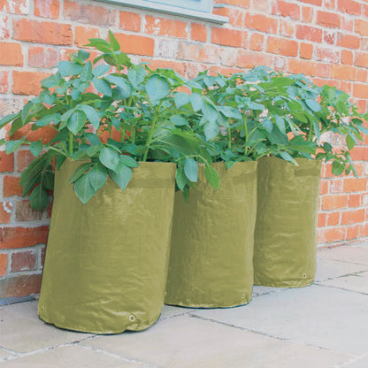 Potato/Tomato Patio Planter 3pk