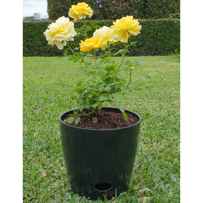7" Black Round Self-Watering Bamboo Pot