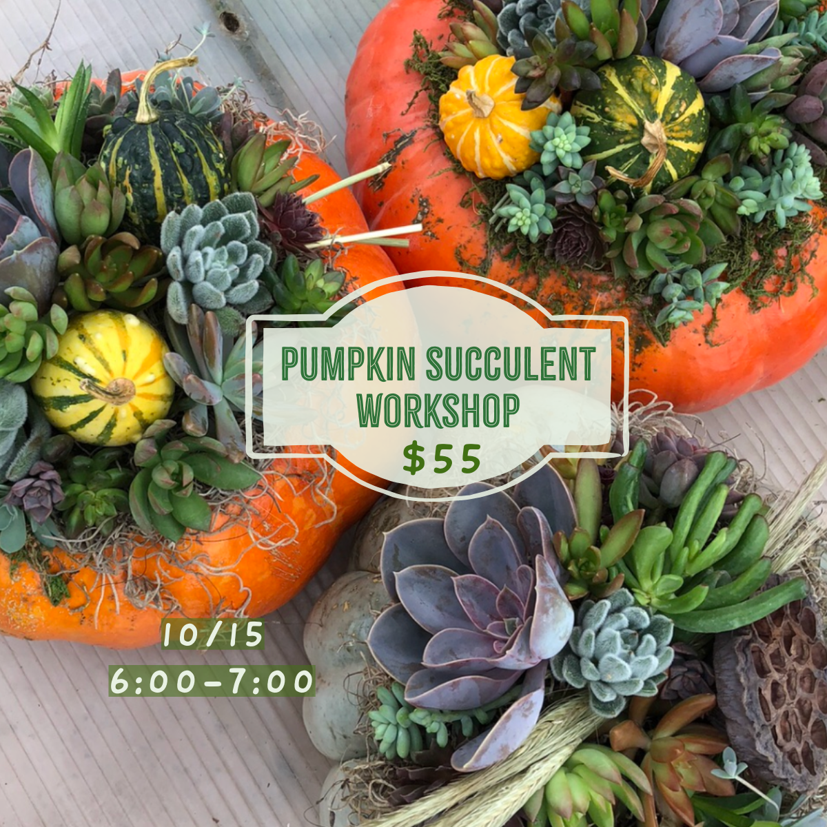 10.15: Pumpkin Succulent Workshop